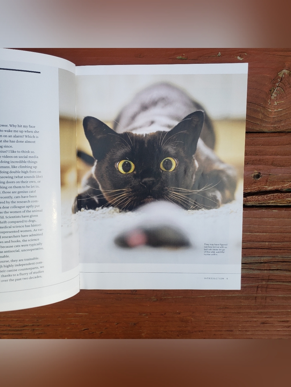 National Geographic The Genius Of Cats Special Publication - 12/2025 - Picture 4 of 10